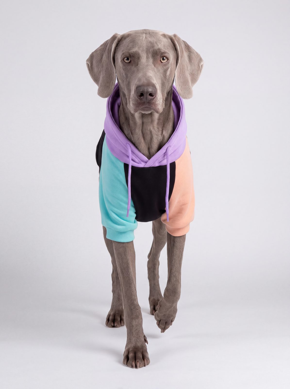 Chien qui marche de face en sweat à capuche coton color block violet, noir, turquoise et pêche