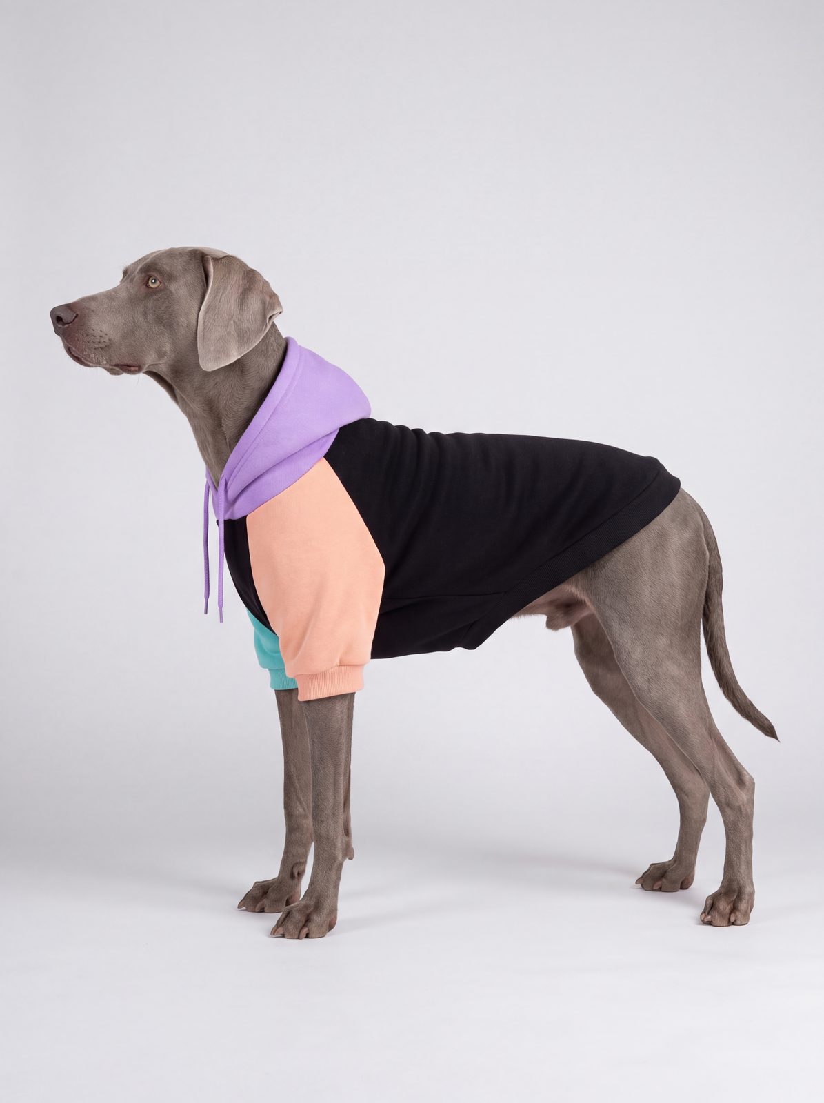 Chien de profil portant un sweat à capuche coton color block avec capuche violette