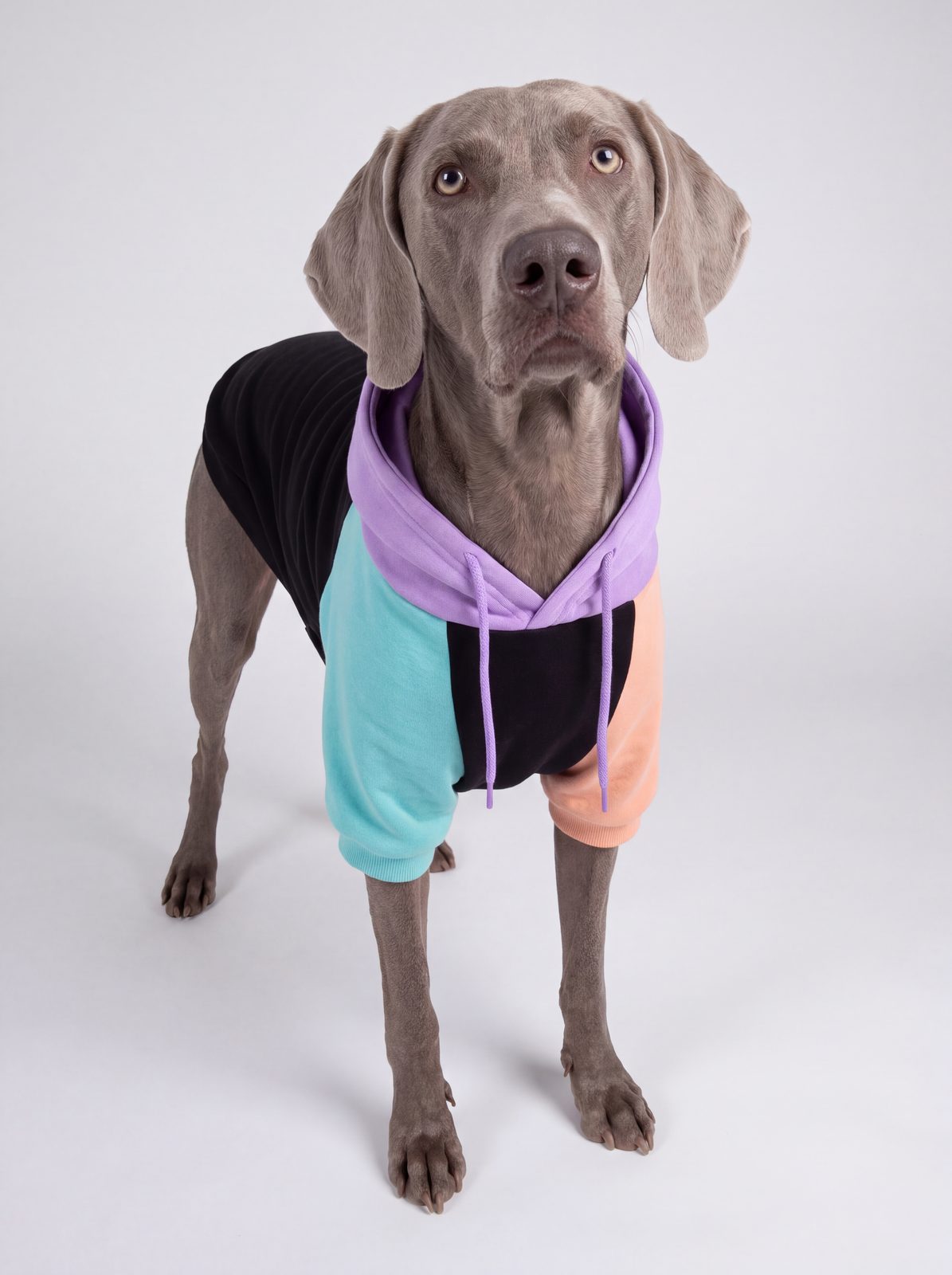 Chien debout en trois-quarts portant un sweat à capuche coton color block violet, noir, turquoise et pêche