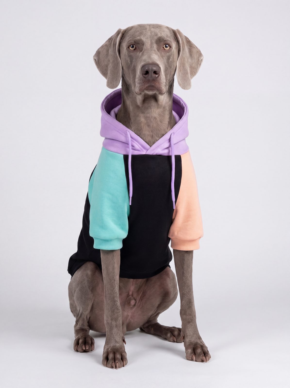Chien assis de face portant un sweat à capuche coton color block violet, noir, turquoise et pêche