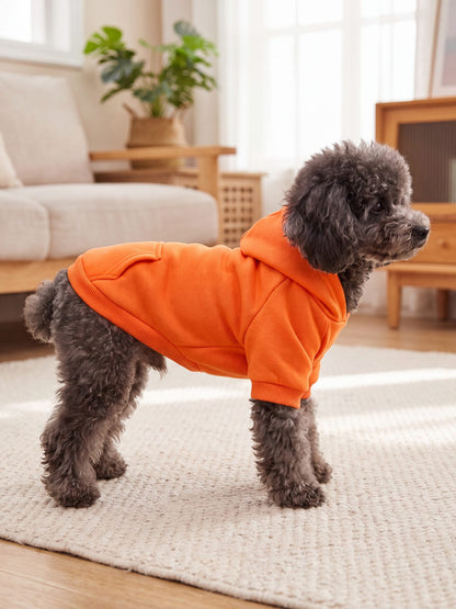 Caniche de profil portant un sweat à capuche chien orange