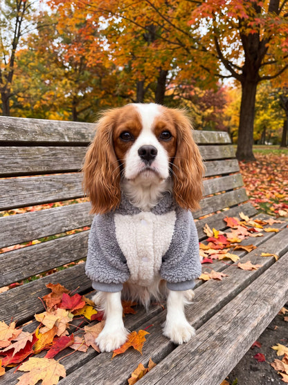 Cavalier King Charles assis sur un banc en automne avec un sweat à capuche chien teddy gris et crème
