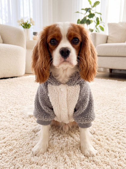 Chien assis de face sur un tapis crème avec un sweat à capuche teddy gris et crème