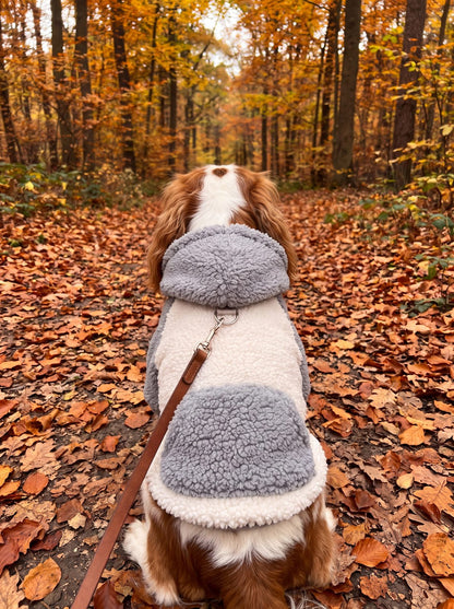 Chien vu de dos avec laisse accrochée à l'anneau du sweat à capuche teddy gris et crème
