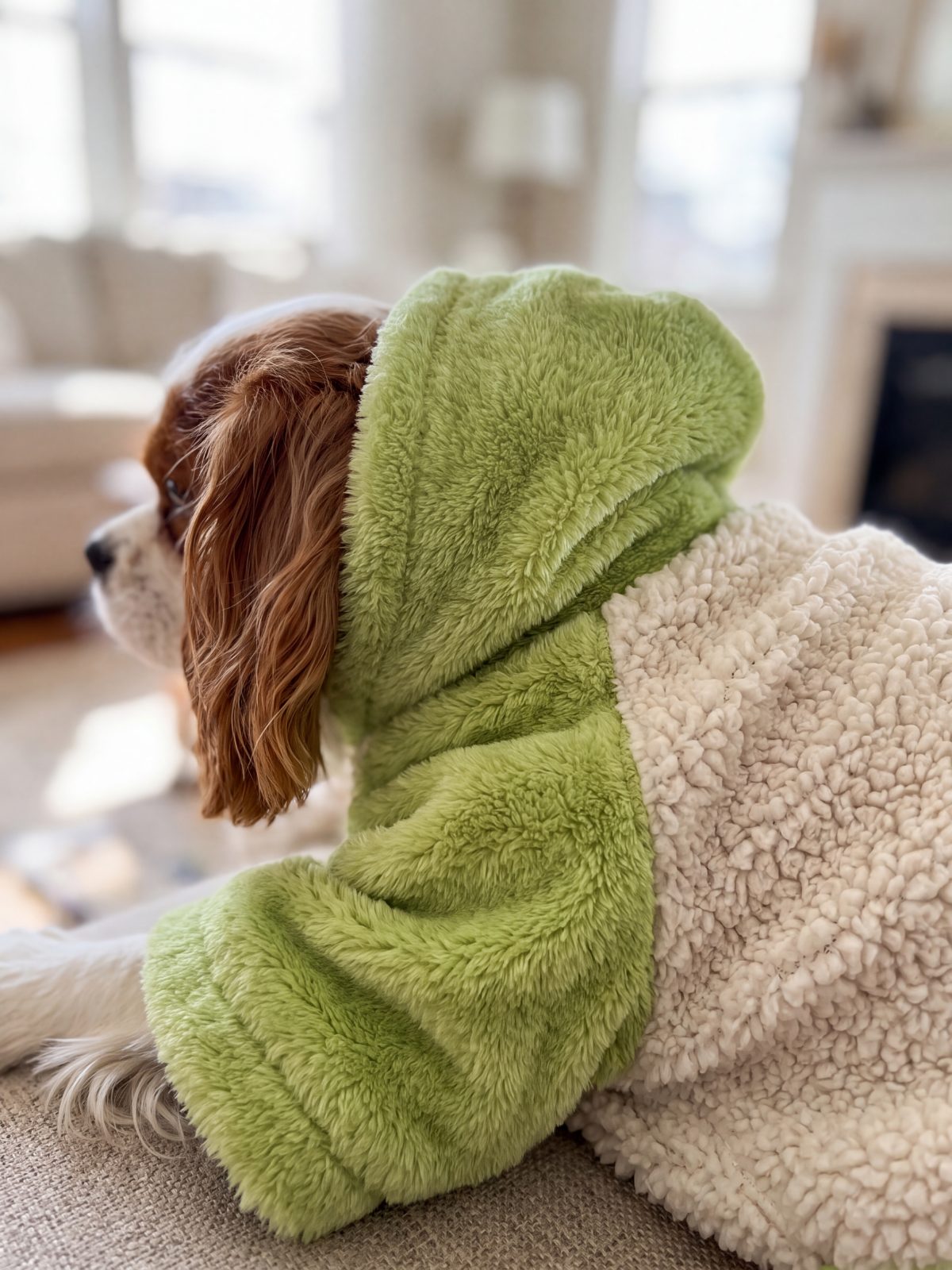 Gros plan sur la capuche et la manche en peluche verte du sweat à capuche chien teddy sherpa