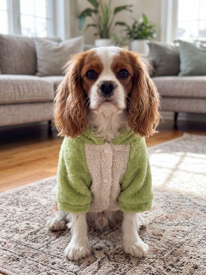 Sweat à capuche chien teddy sherpa vert et crème porté par un Cavalier King Charles assis de face