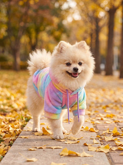 Spitz nain en balade sur un trottoir d'automne dans un sweat à capuche chien tie-dye pastel