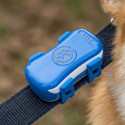 Gros plan sur le traceur GPS chien sans abonnement clipsé sur un collier en tissu